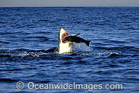 Great White Shark attacking Seal Photo - Chris & Monique Fallows