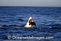 Great White Shark attacking Seal Photo - Chris & Monique Fallows