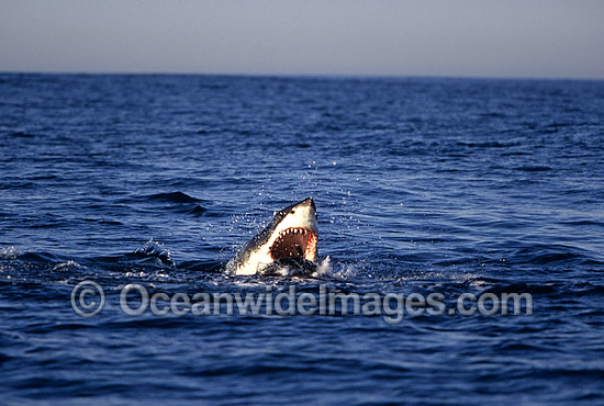 Great White Shark attacking Cape Fur Seal photo Great White Shark attacking Cape Fur Seal photo