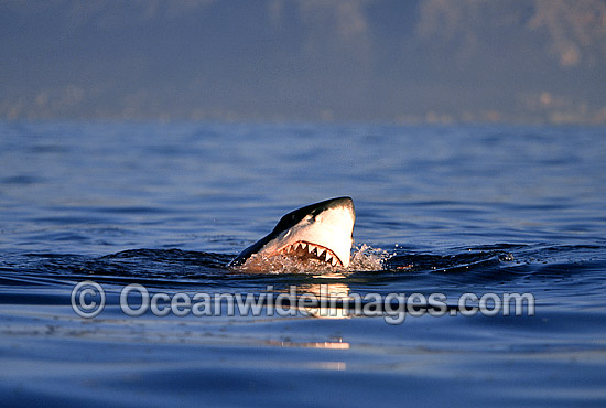 Great White Shark with open jaws photo Great White Shark with open jaws photo