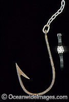 Oversized fishing hook chain used for drum line fishing Photo - Gary Bell