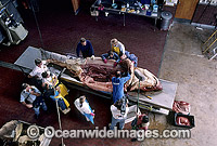CSIRO Shark scientist researches stomach of Shark Photo - Gary Bell