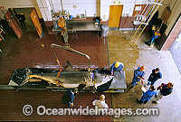 Scientists examine a large Great White Shark Photo - Gary Bell