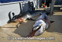 Tiger Sharks caught on set drum line Photo - Gary Bell