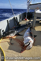 Tiger Sharks caught on set drum lines Photo - Gary Bell