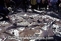 Bronze Whaler Sharks caught in seine net Photo - Chris & Monique Fallows