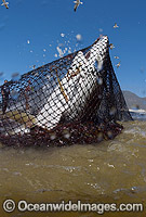 Bronze Whaler Shark caught in beach net Photo - Chris & Monique Fallows
