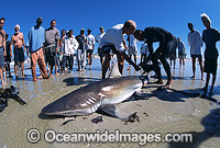 Bronze Whaler Shark caught in beach seine net Photo - Chris & Monique Fallows