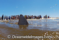 Bronze Whaler Shark dorsal fin Photo - Chris & Monique Fallows