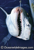Tiger Shark caught on set drum line Photo - Gary Bell