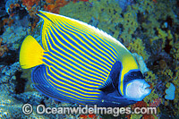 Emperor Angelfish Photo - Gary Bell