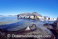 Bronze Whaler Shark caught in beach seine net Photo - Chris & Monique Fallows