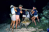 Researchers volunteers Green Sea Turtle Photo - Gary Bell