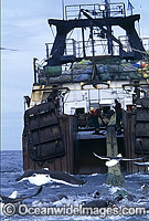Seals and Gulls feeding on Fish behind Trawler Photo - Chris & Monique Fallows