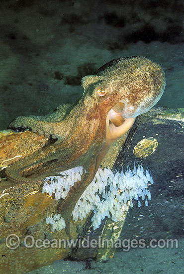 Pale Octopus Octopus pallidus with eggs photo Pale Octopus Octopus pallidus with eggs photo