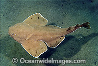 Australian Angel Shark Squatina australis Photo - Bill Boyle