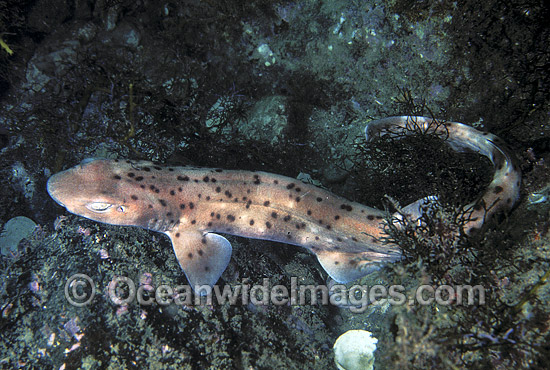 Orange-spotted Catshark Asymbolus species photo