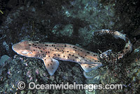 Orange-spotted Catshark Asymbolus species Photo - Bill Boyle
