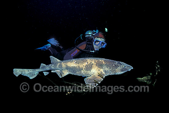 Draughtboard Shark Cephaloscyllium laticeps photo Draughtboard Shark Cephaloscyllium laticeps photo