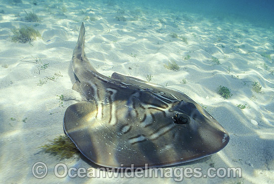 Southern Fiddler Ray Trygonorrhina fasciata photo Southern Fiddler Ray Trygonorrhina fasciata photo
