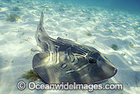 Southern Fiddler Ray Trygonorrhina fasciata Photo - Bill Boyle