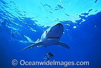 Blue Shark Prionace glauca Photo - Chris & Monique Fallows