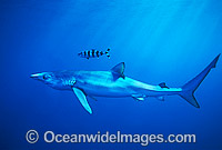 Blue Shark or Blue Whaler Photo - Chris & Monique Fallows
