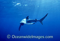 Blue Shark or Blue Whaler Photo - Chris & Monique Fallows