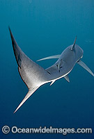 Blue Shark Prionace glauca Photo - Chris & Monique Fallows