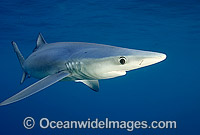 Blue Shark Prionace glauca Photo - Chris & Monique Fallows