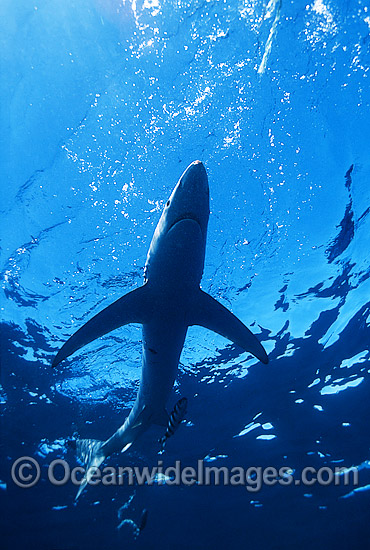 Blue Shark Prionace glauca photo Blue Shark Prionace glauca photo