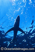 Blue Shark Prionace glauca Photo - Chris & Monique Fallows