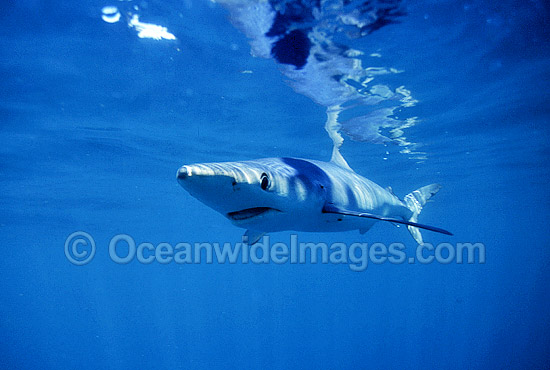 Blue Shark or Blue Whaler photo