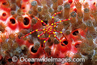 Sea Spider on Sponge Photo - Gary Bell