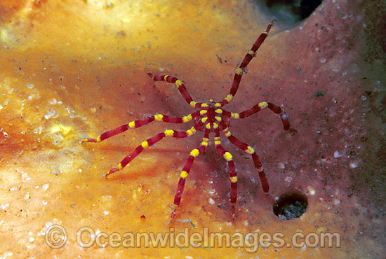 Sea Spider on Sponge photo Sea Spider on Sponge photo