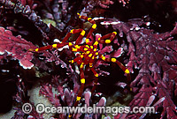 Sea Spider on bryozoa Photo - Gary Bell