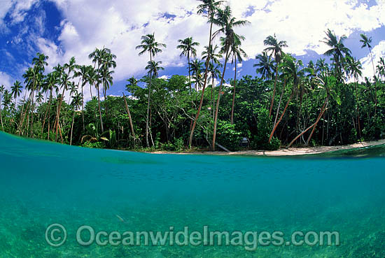 Coconut palm island beach photo Coconut palm island beach photo