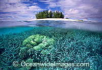 Tropical island Coral reef Photo - Gary Bell