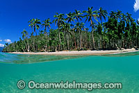 Coconut palm tropical island Photo - Gary Bell