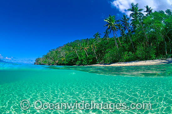 Coconut palm tropical island photo Coconut palm tropical island photo
