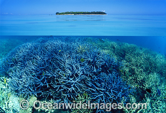 Tropical island Coral reef photo Tropical island Coral reef photo