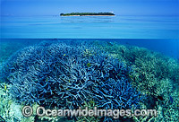 Tropical island Coral reef Photo - Gary Bell
