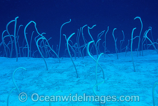 Garden Eels feeding photo Garden Eels feeding photo