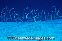 Garden Eels feeding Photo - Gary Bell