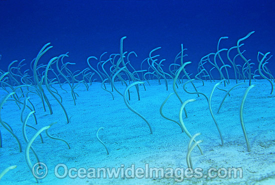 Pacific Spaghetti Eels Gorgasia japonica photo Pacific Spaghetti Eels Gorgasia japonica photo