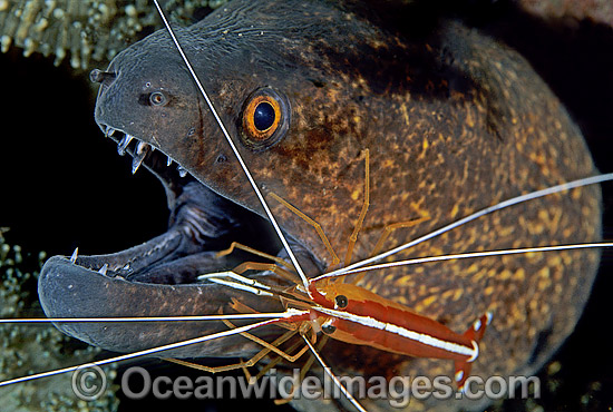 Yellow-margined Moray Eel photo Yellow-margined Moray Eel photo