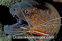 Yellow-margined Moray Eel Photo - Gary Bell