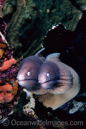 White-eyed Moray Eels Siderea thyrsoidea photo White-eyed Moray Eels Siderea thyrsoidea photo