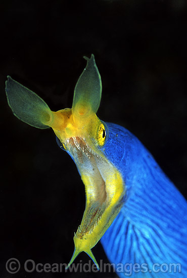 Blue Ribbon Eel Rhinomuraena quaesita photo Blue Ribbon Eel Rhinomuraena quaesita photo
