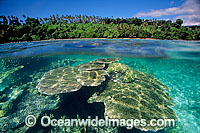 Palm fringed tropical island beach Photo - Gary Bell